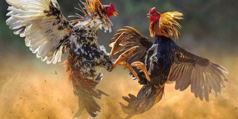 Bảng ngày gà đá đẹp tháng 12 âm lịch chuẩn xác nhất